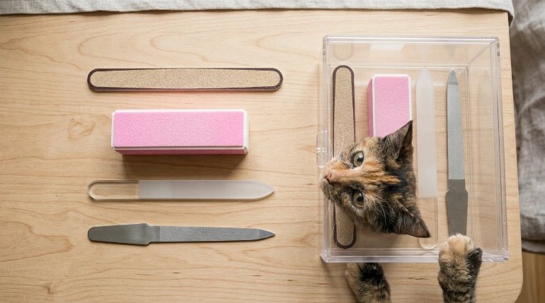 Different nail file types and cat chewing safety risks